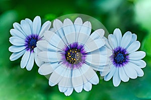 Flowers of white oosteospermum in the open air