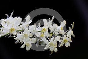 Flowers of a white orchid