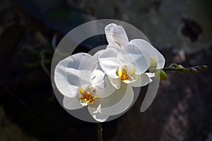 Flowers of a white orchid close-up in a rainforest