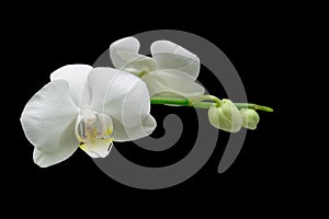 Flowers white orchid isolated on black background close up