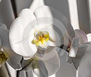 Flowers of white orchidFlowers of white orchid