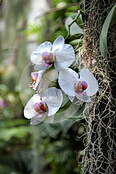 Flowers white orchids