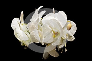 Flowers of white orchids on a black background