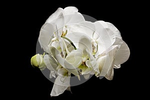 Flowers of white orchids on a black background
