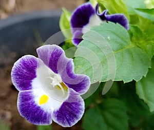 Flowers white perple nature environment