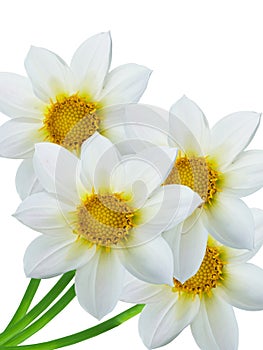 Flowers white petals