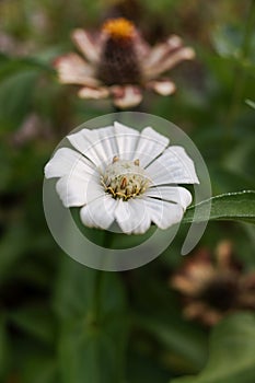 Flowers with white petals of the Zinnia angustifolia plant, with natural blur background