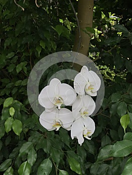 Flowers of white Phalaenopsis Orchid