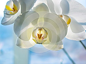 Flowers of white phalaenopsis orchids.