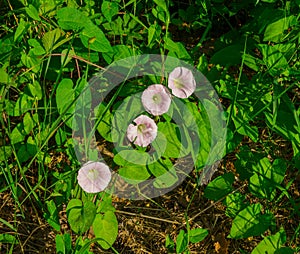 Flowers white pink convolvulus on the edge of the forest
