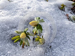 Flowers in white snow - Winter aconite (Eranthis hyemalis) starting to bloom in spring in bright sunlight. One of the