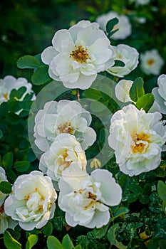 Flowers white tea rose. Beautiful white flowers. Bush flowers