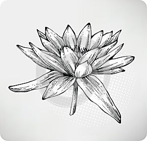 Flowers white water lily hand drawing