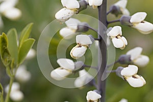 Flowers of a white wild indigo, Baptisia alba