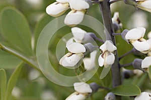 Flowers of a white wild indigo, Baptisia alba