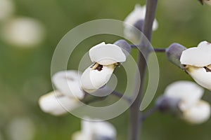 Flowers of a white wild indigo, Baptisia alba
