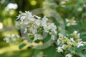 The flowers are white and wild in nature.