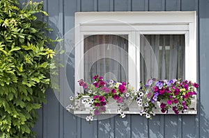 Flowers in white window