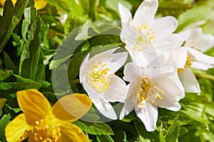 Flowers of white and yellow uncultivated anemone