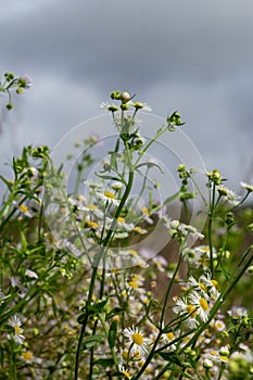 Flowers of wild chamomile or white-melkolepestnik in field against cloudy sky, selective focus. Summer floral scene with Erigeron