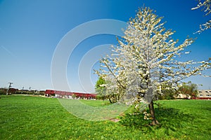 Flowers on wild cherry tree