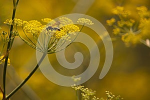 flowers of wild dry dill in autumn on a yellow blurred background