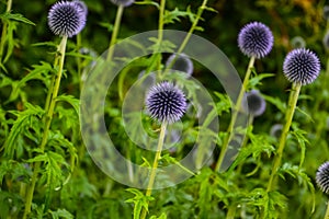 Flowers in a wild garden