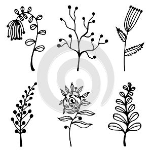 Flowers, wild herbs vector set. Hand-drawn botanical elements isolated on white background. Branches with leaves