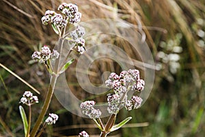 White and pink wild flowers of the Andes on the Inca Trail.