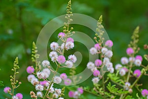 Flowers of Mimosa armata Species