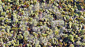 Flowers of wild mint