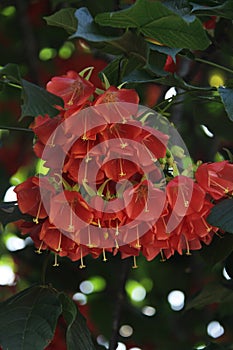 Flowers of the wild pear