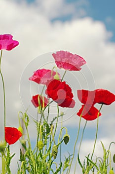 Flowers of wild pink poppy against the blue sky