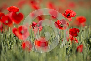 Flowers Wild Red poppies blossom on field. Beautiful field red poppies with selective focus. Red poppies in soft light. Opium pop