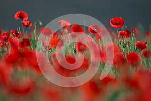 Flowers Wild Red poppies blossom on field. Beautiful field red poppies with selective focus. Red poppies in soft light. Opium pop