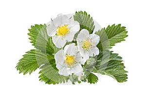 Flowers of wild strawberry