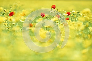 Flowers in a wild summer field