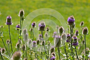 Flowers of wild teasel in autumn, also called Dipsacus fullonum or wilde karde, selected focus