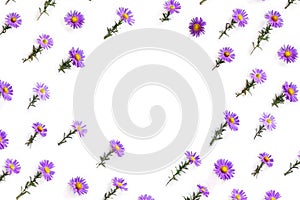 Flowers wild violet asters with dew on a white background with space for text. Top view, flat lay. Aster amellus