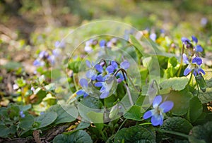 Flowers of wild violet viola odorata