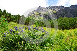 Květy vrba hořec Gentiana asclepiadea v Mengusovské dolině, Vysoké Tatry Vysoké Tatry, Slovensko.