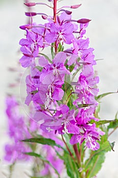 Flowers of Willow-herb Ivan-tea on blurred background