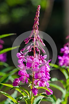 Flowers of Willow-herb Ivan-tea on blurred background