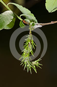 Flowers willow spring (Salix)