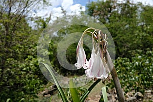 Flowers Wilting in Excessive Heat, Global Warming