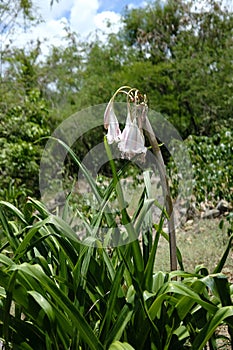 Flowers Wilting in Excessive Heat, Global Warming