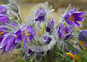 Flowers of the Windflower or Pulsatilla Patens.First spring blooming flower, purple plant macro, dream grass