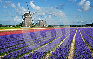 Flores a molinos de viento en países bajos 