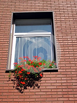 Flowers window