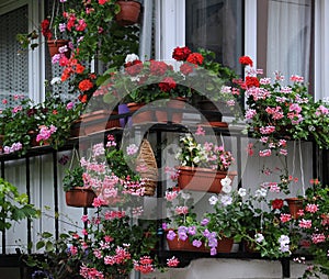 Flowers and window